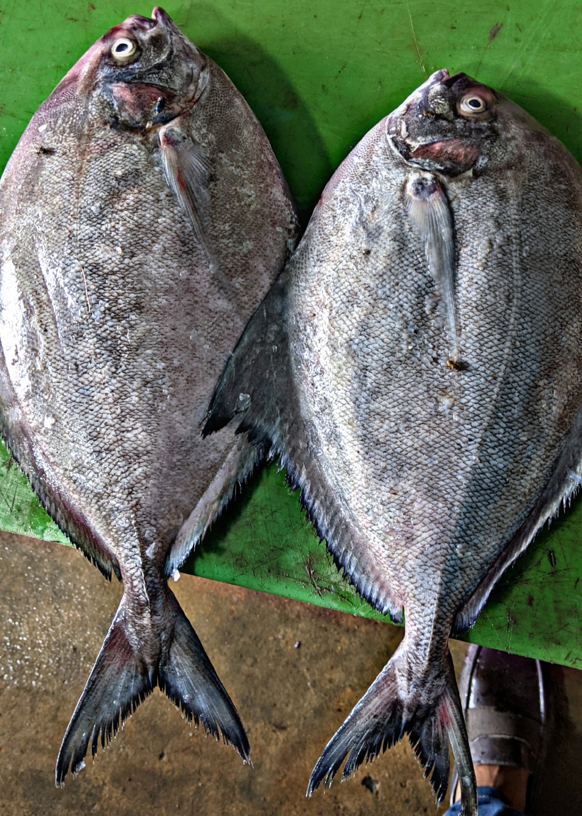 Black Pomfret (Kala Paplet)