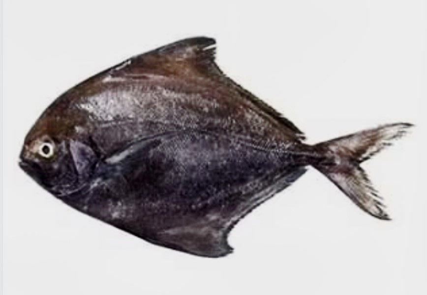 Black Pomfret (Kala Paplet)