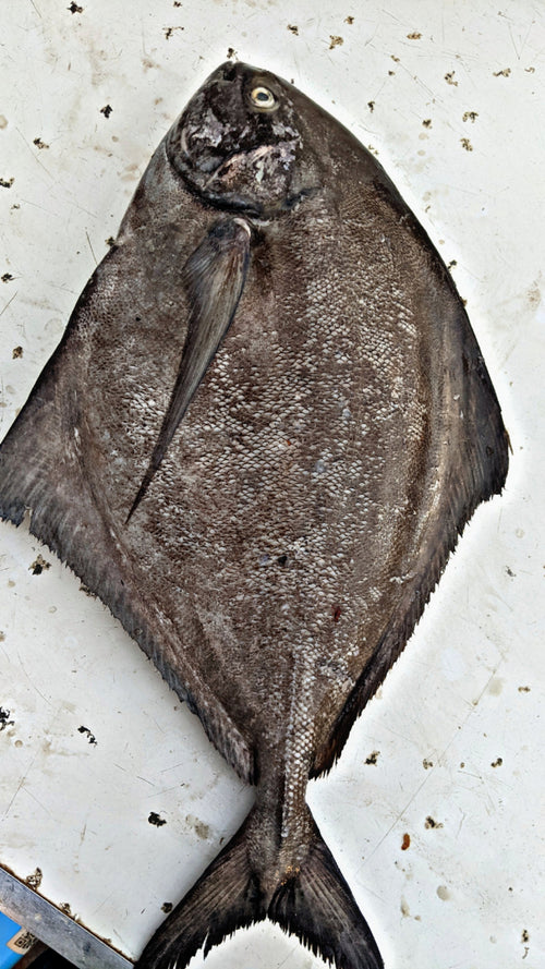 Black Pomfret (Kala Paplet)