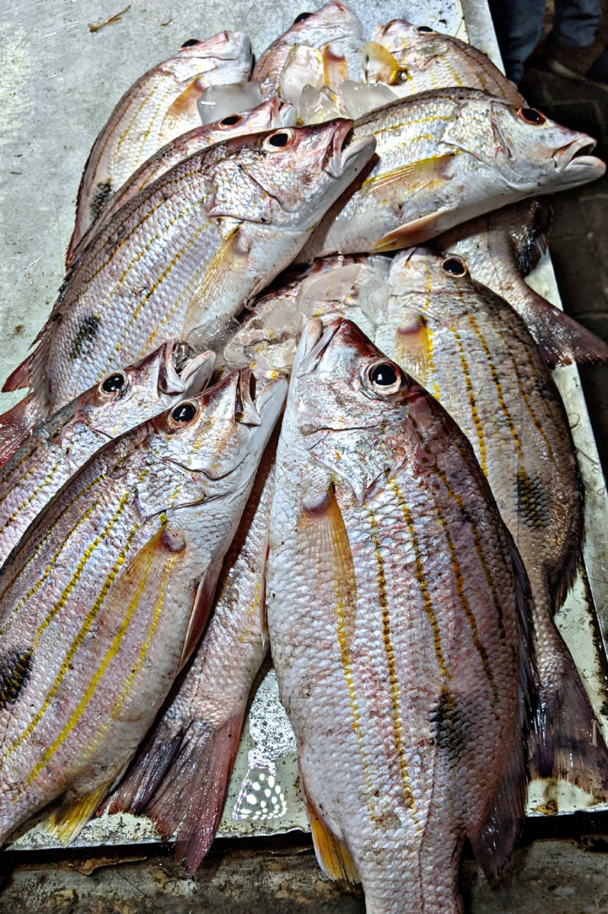 Fresh Local Hera