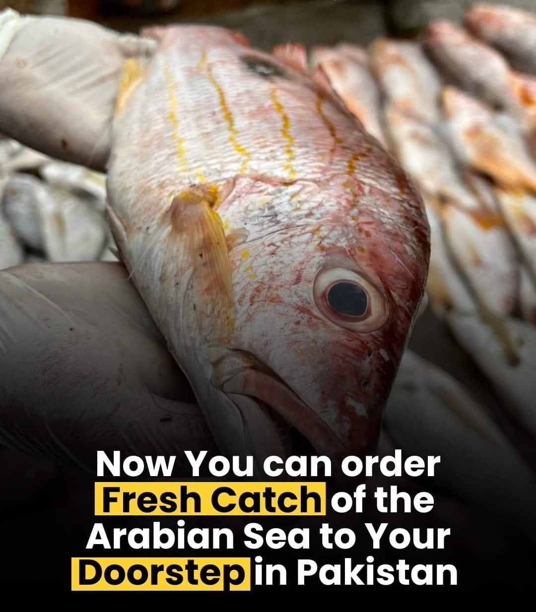 Fresh Local Hera