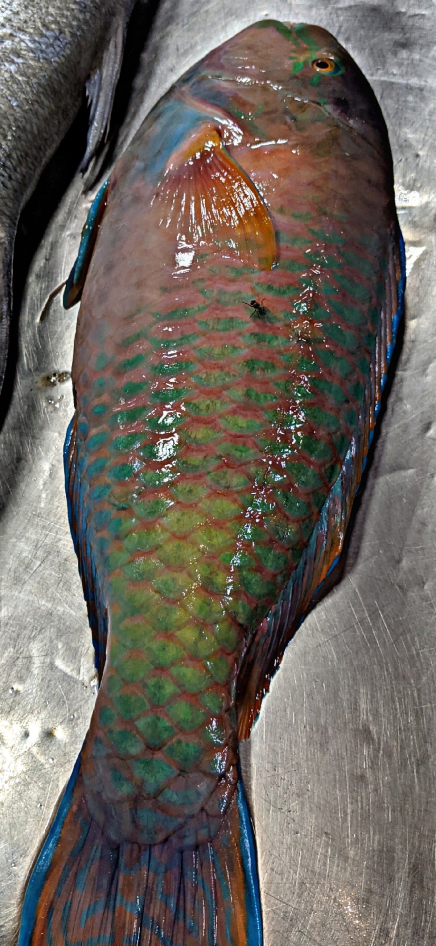 Fresh Popat Fish