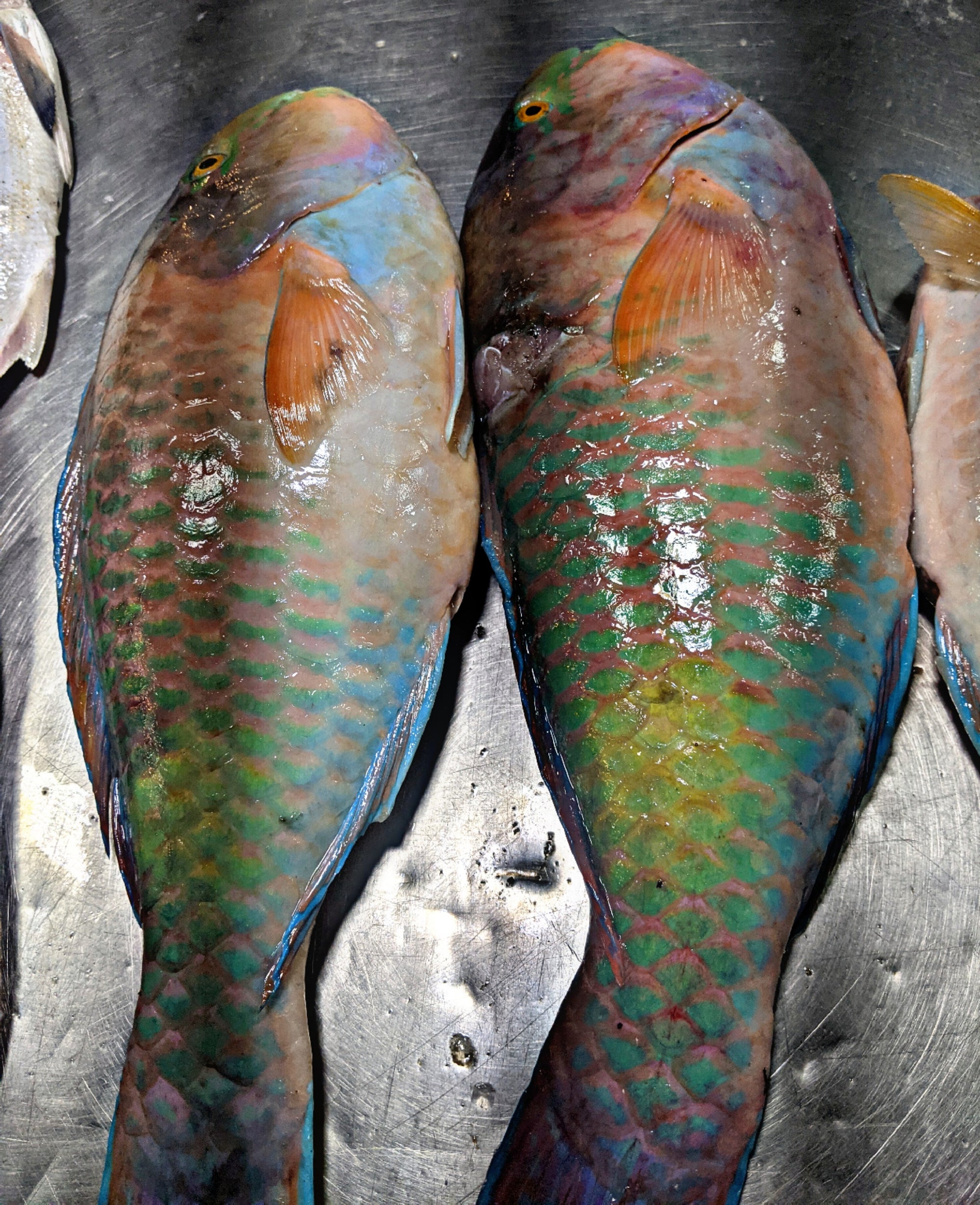 Fresh Popat Fish