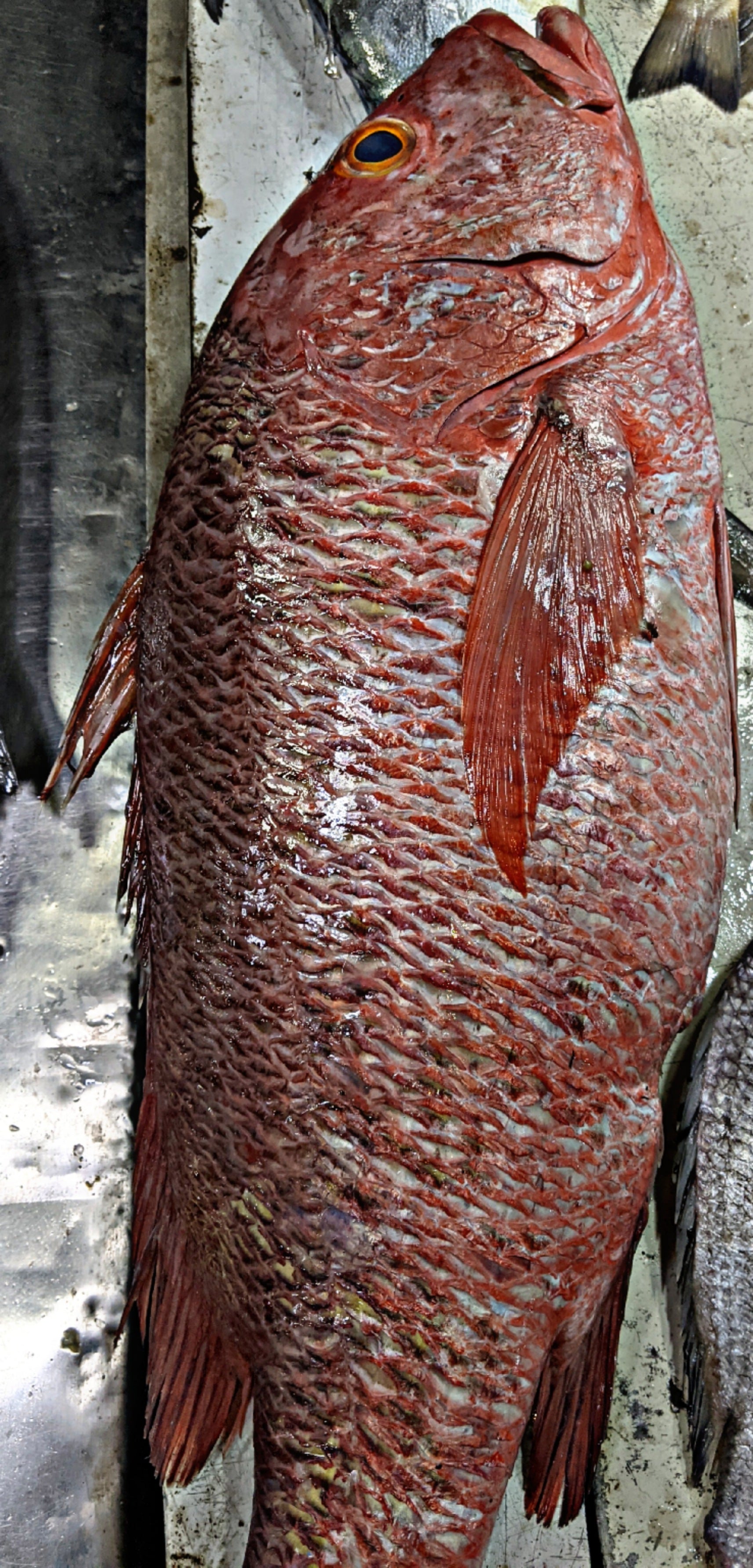 Fresh Red Snapper
