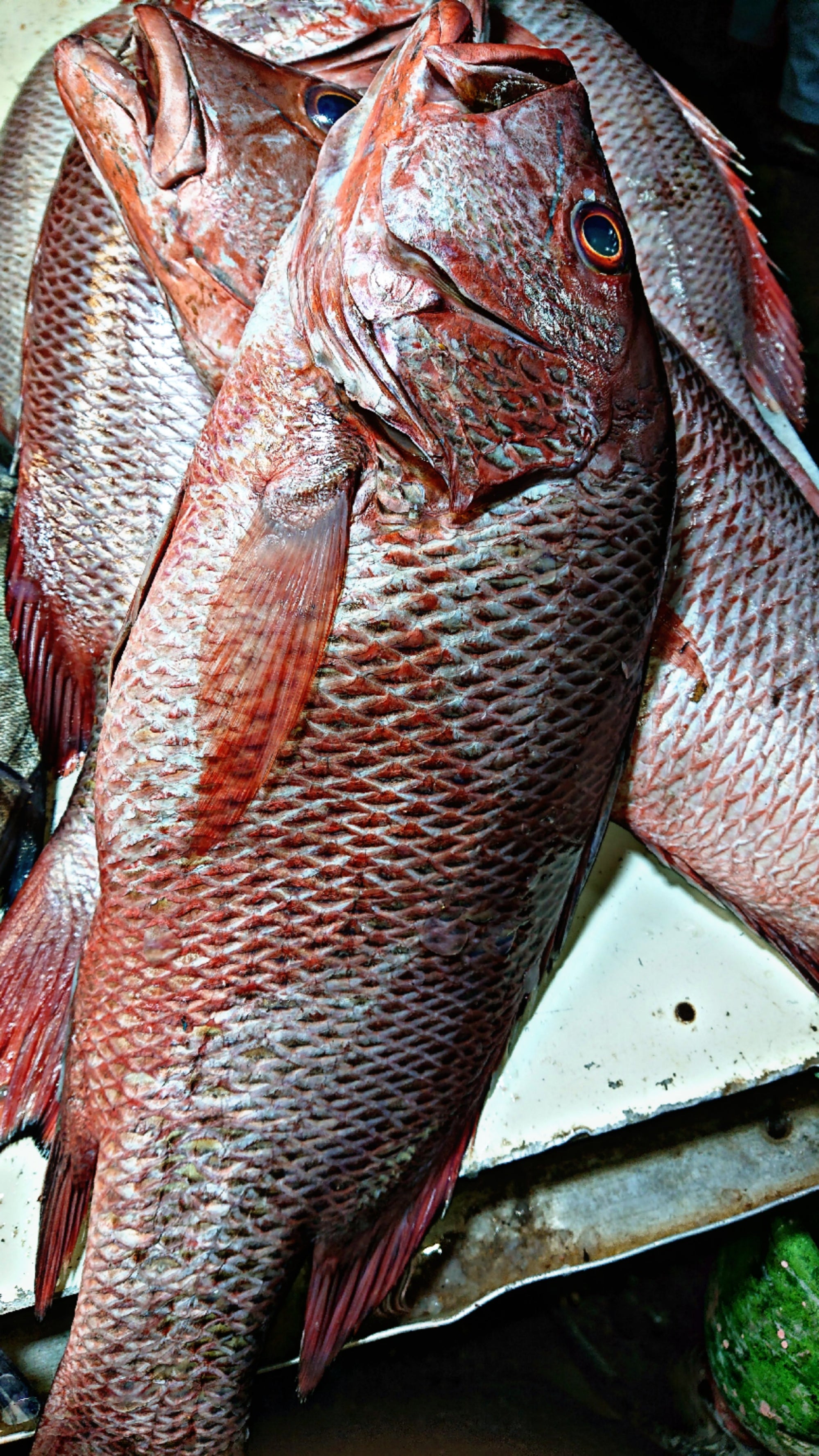 Fresh Red Snapper