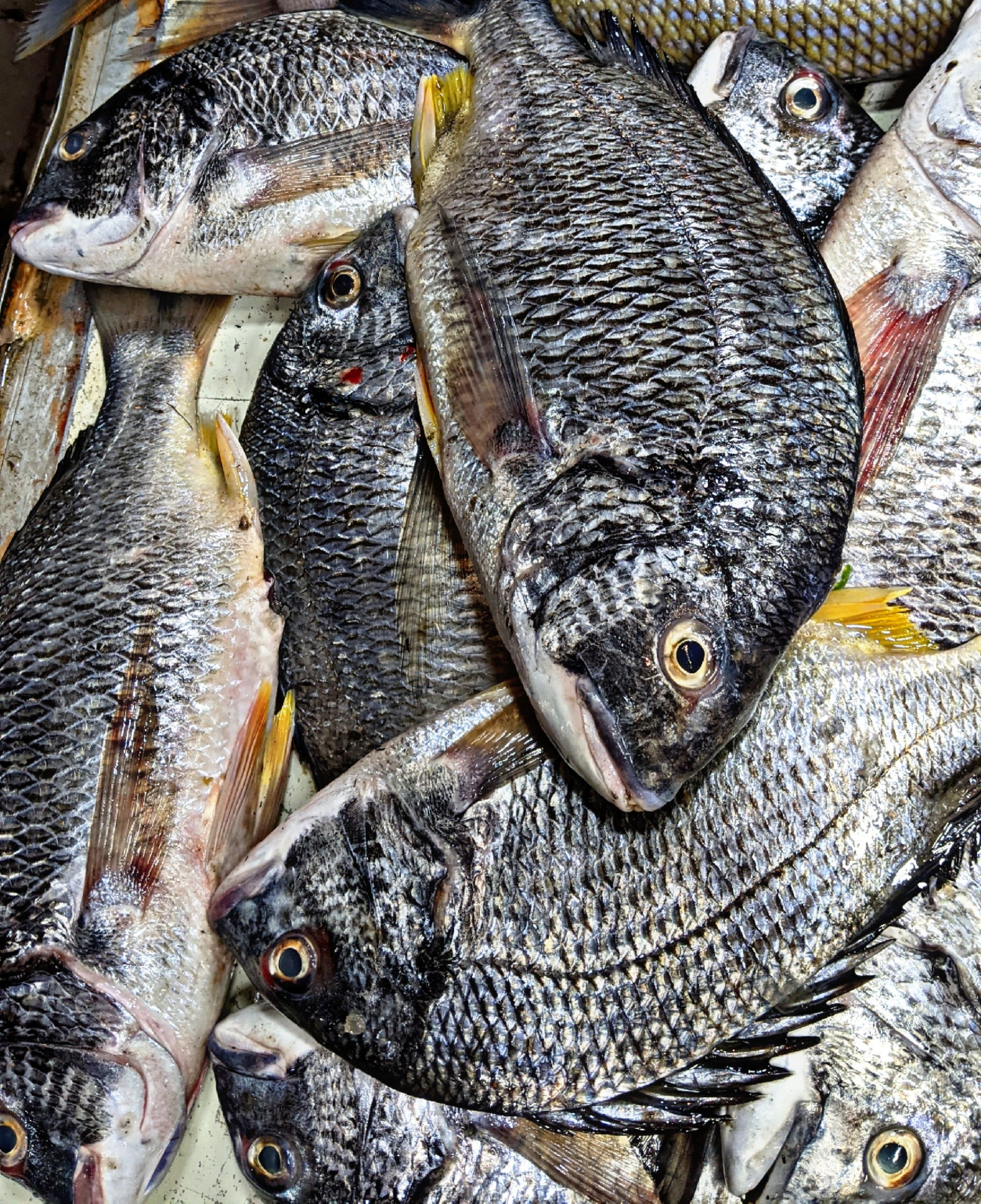 Dandiya Fish (Goldband Goatfish)