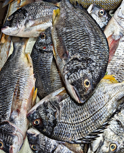 Dandiya Fish (Goldband Goatfish)