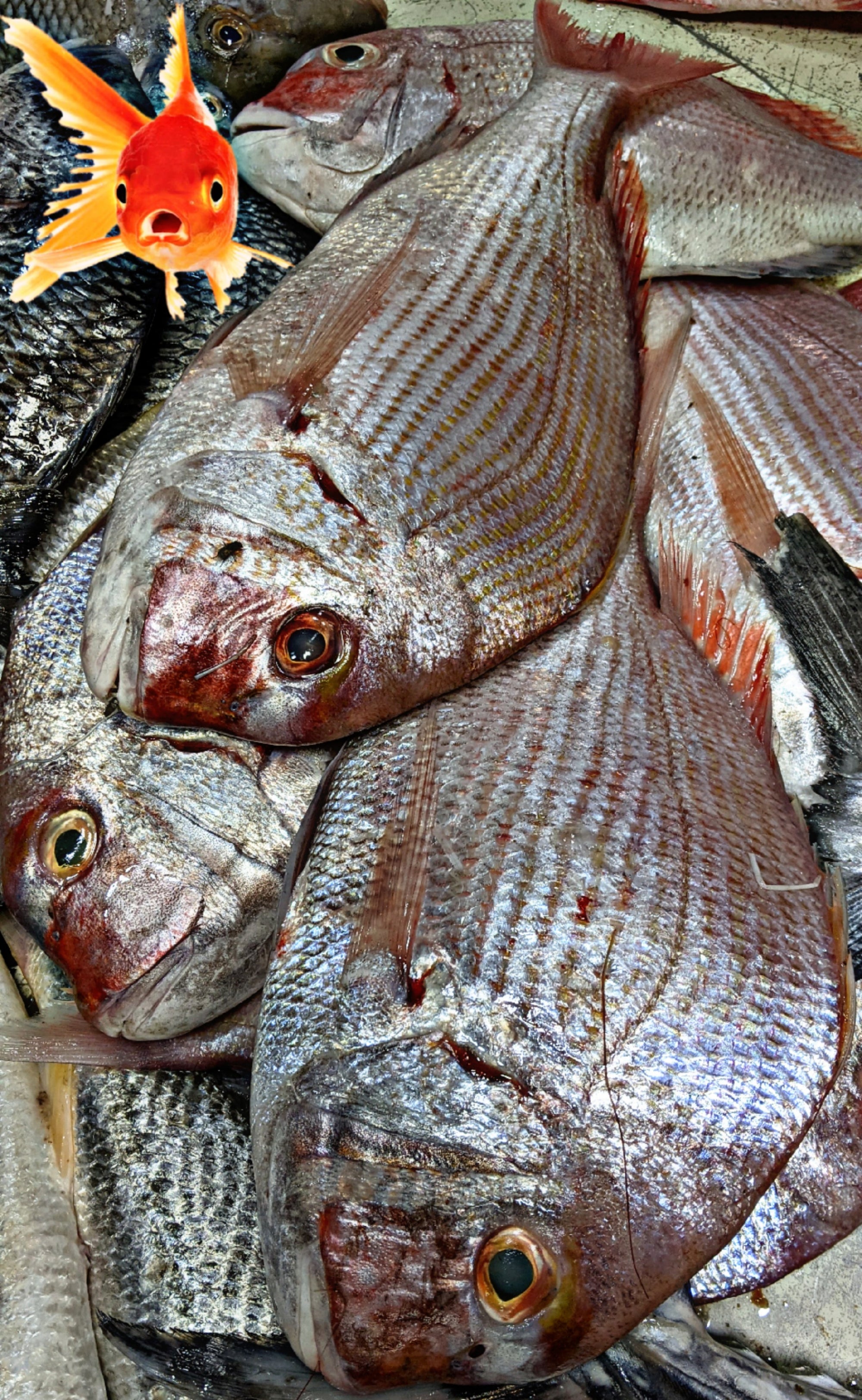 Fresh Daant Fish