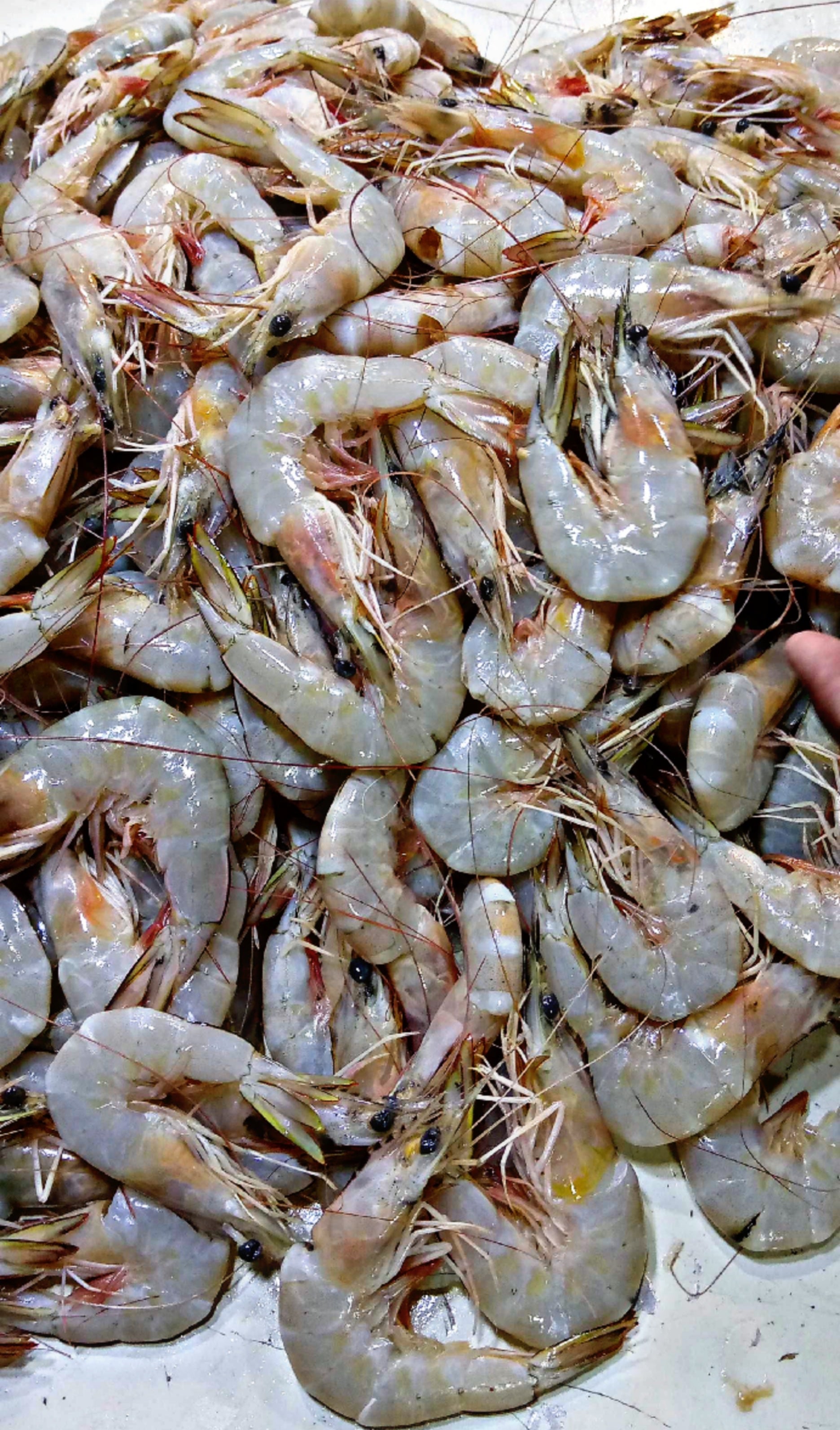 Fresh Medium Prawns