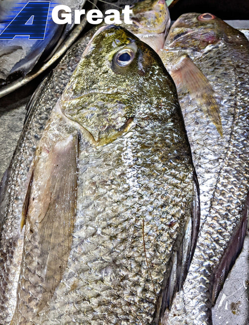 Dhotar Fish