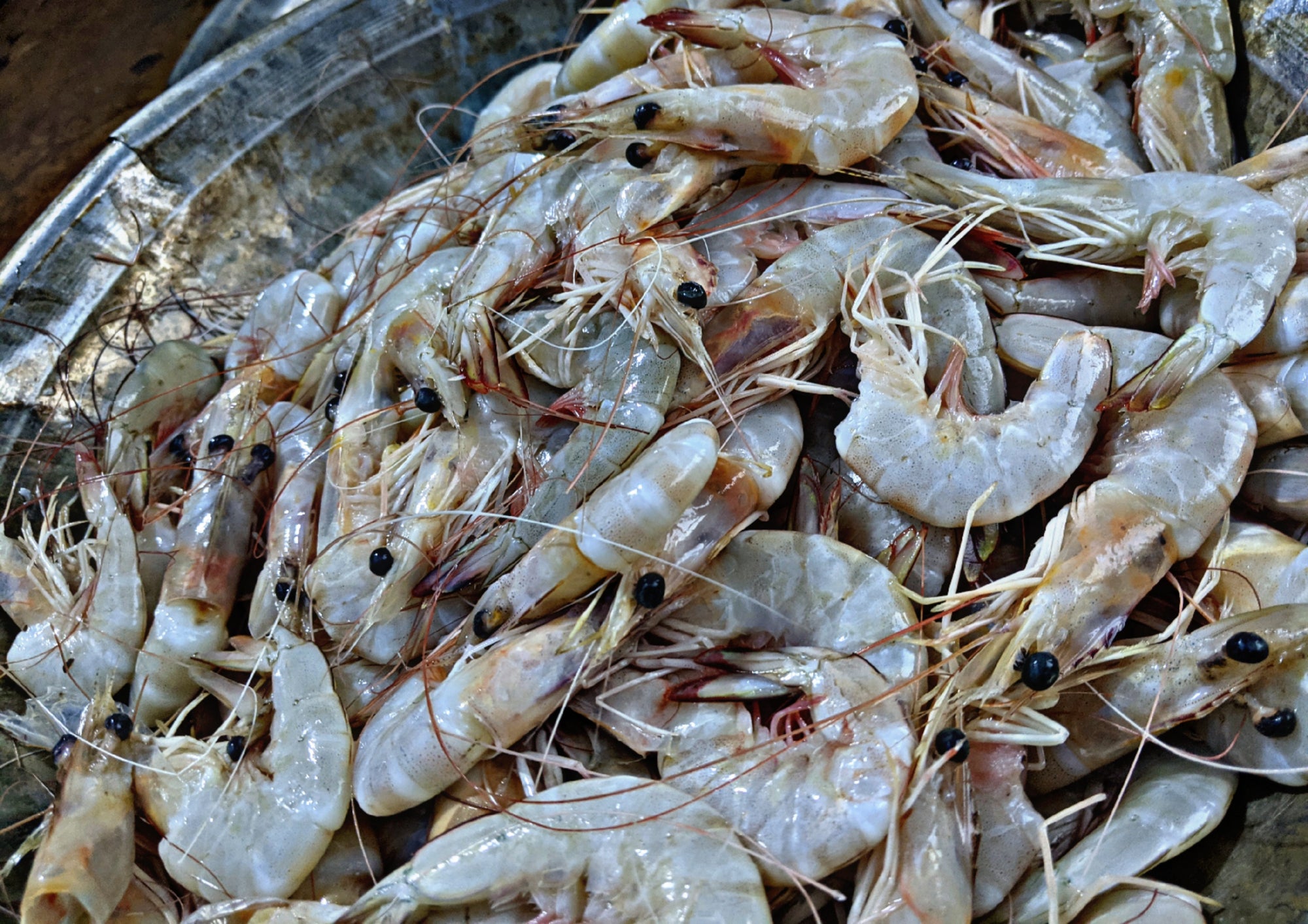 Fresh Medium Prawns