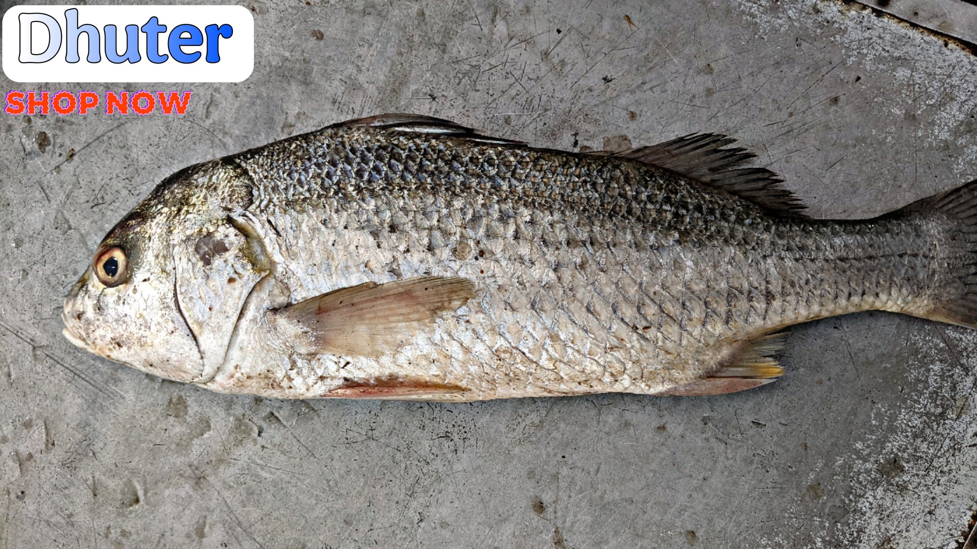Dhotar Fish