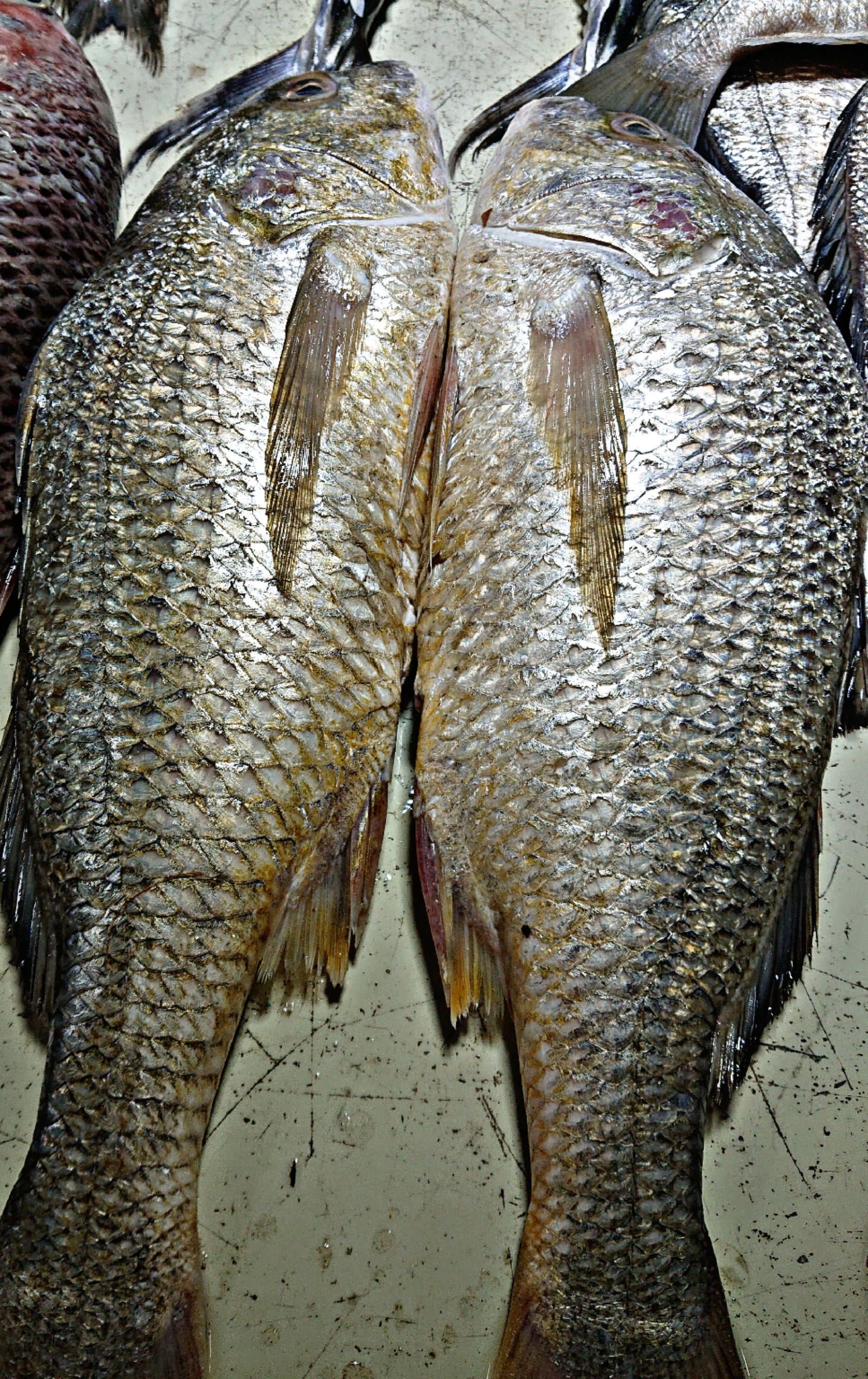 Dhotar Fish