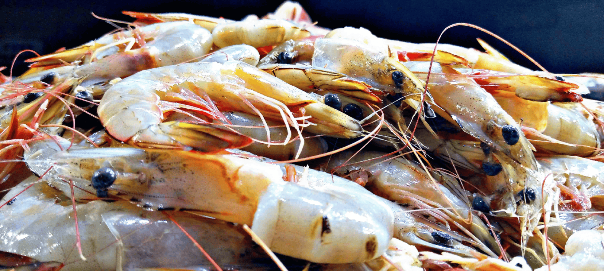 Fresh Medium Prawns