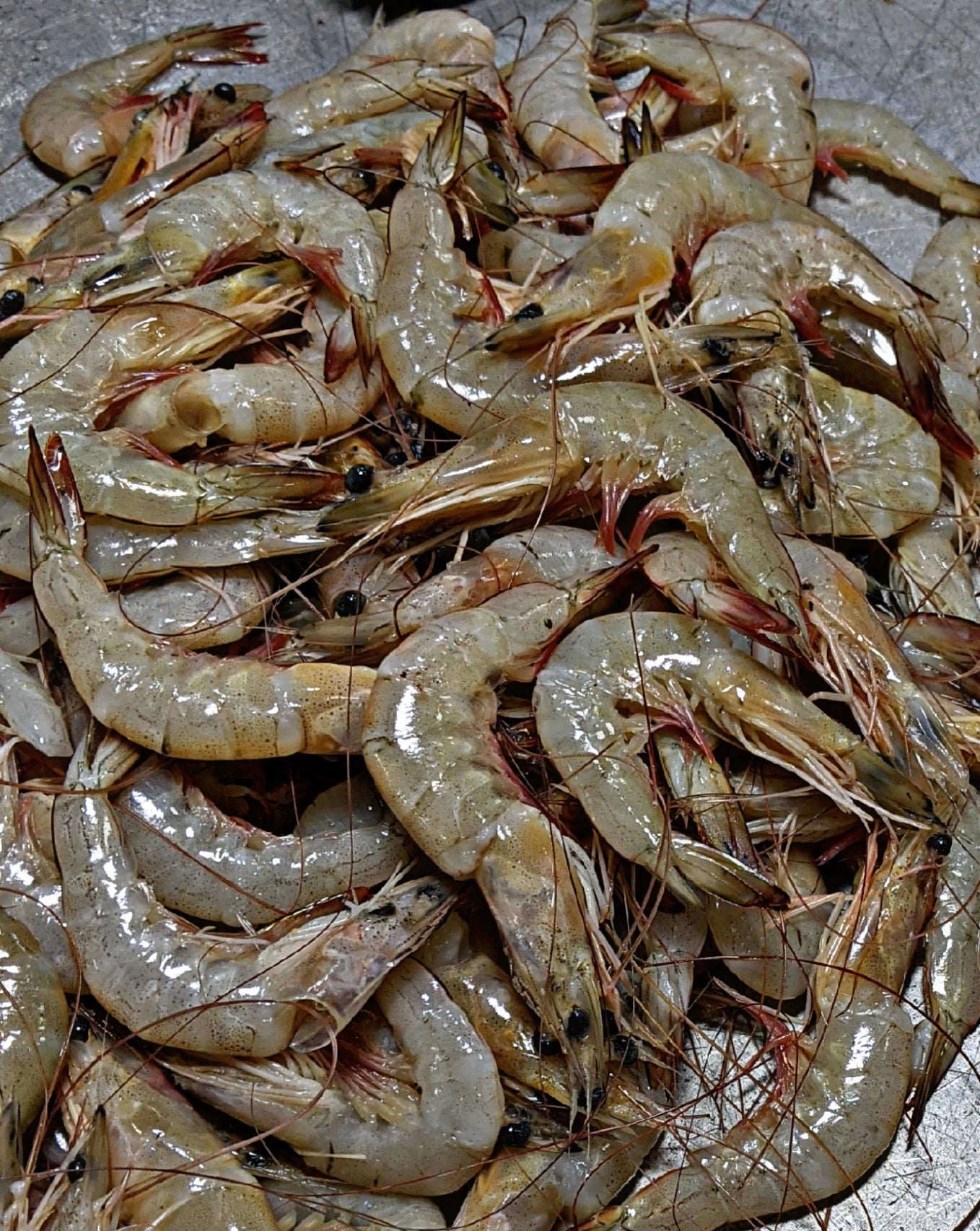 Fresh Medium Prawns