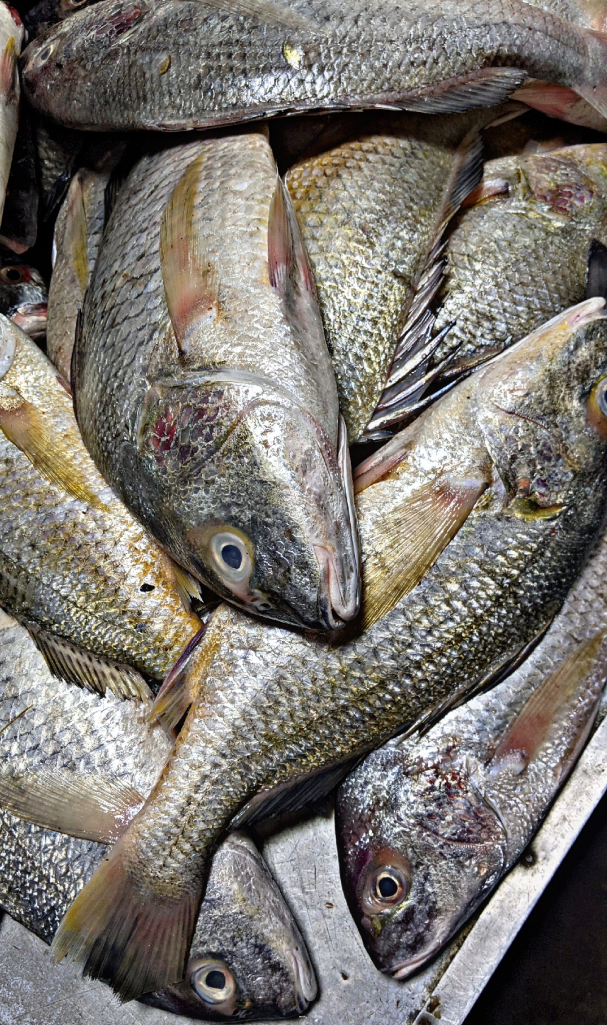 Dhotar Fish